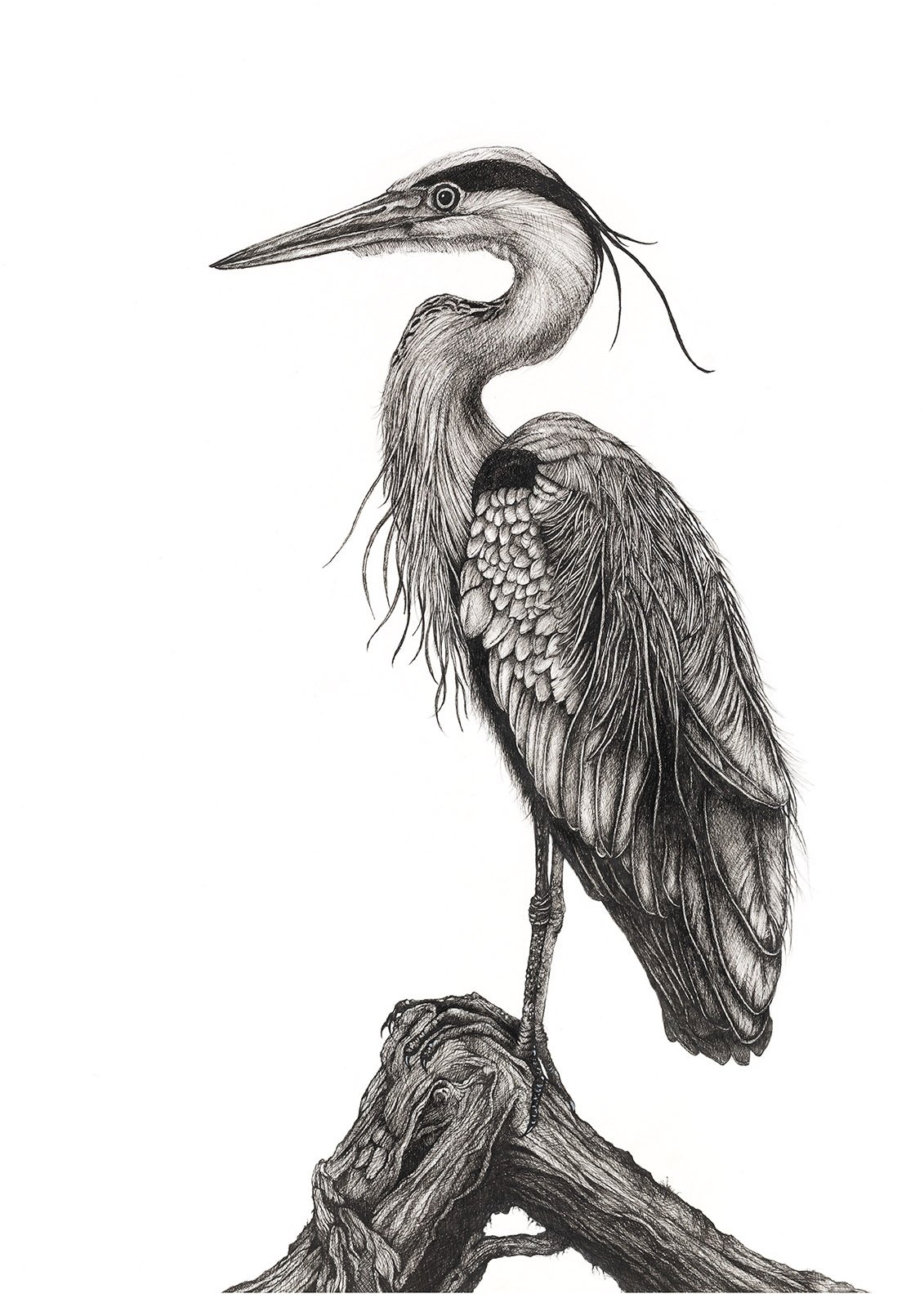 Grey Heron