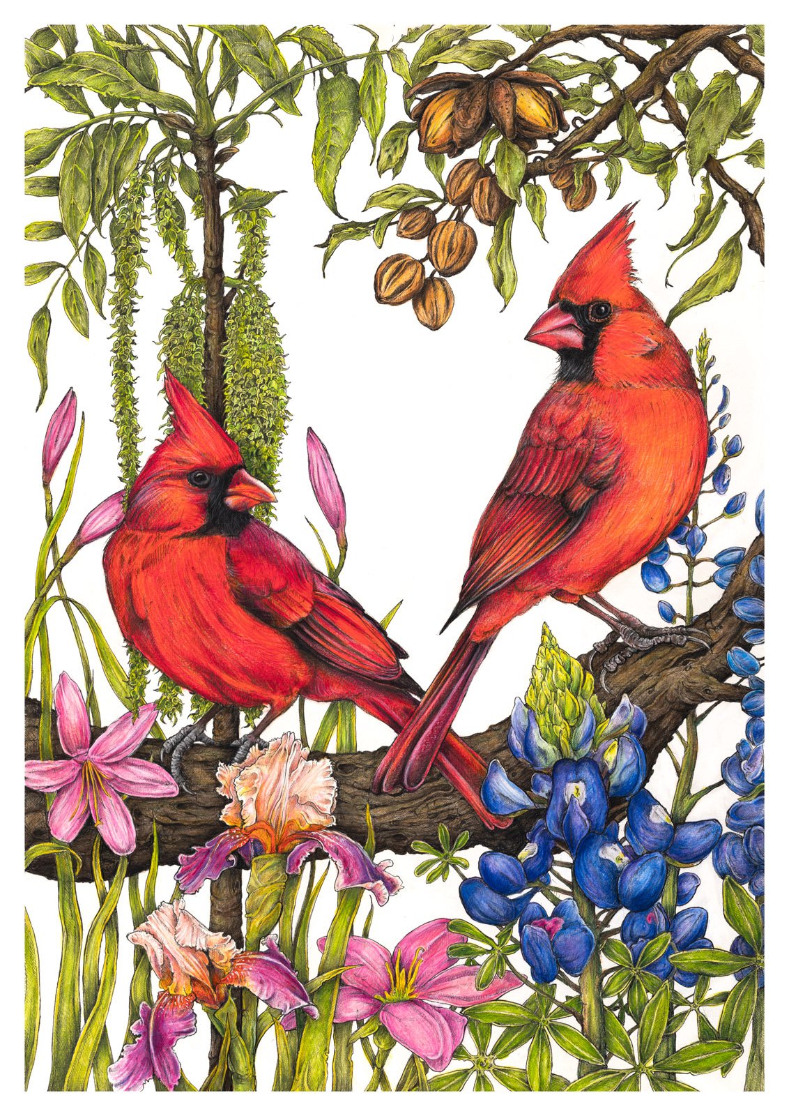 Northern Cardinals