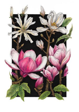 Magnolia